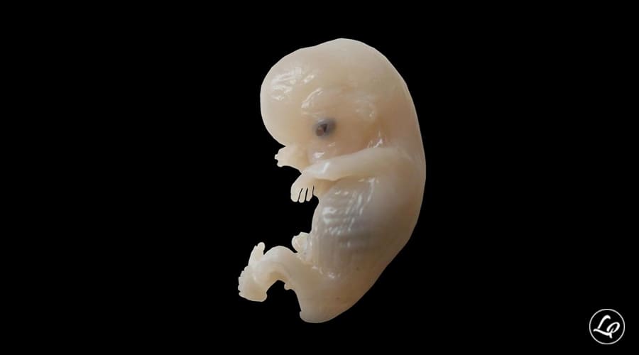 Científicos crean embriones híbridos de humano y mono ...